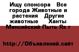 Ищу спонсора - Все города Животные и растения » Другие животные   . Ханты-Мансийский,Пыть-Ях г.